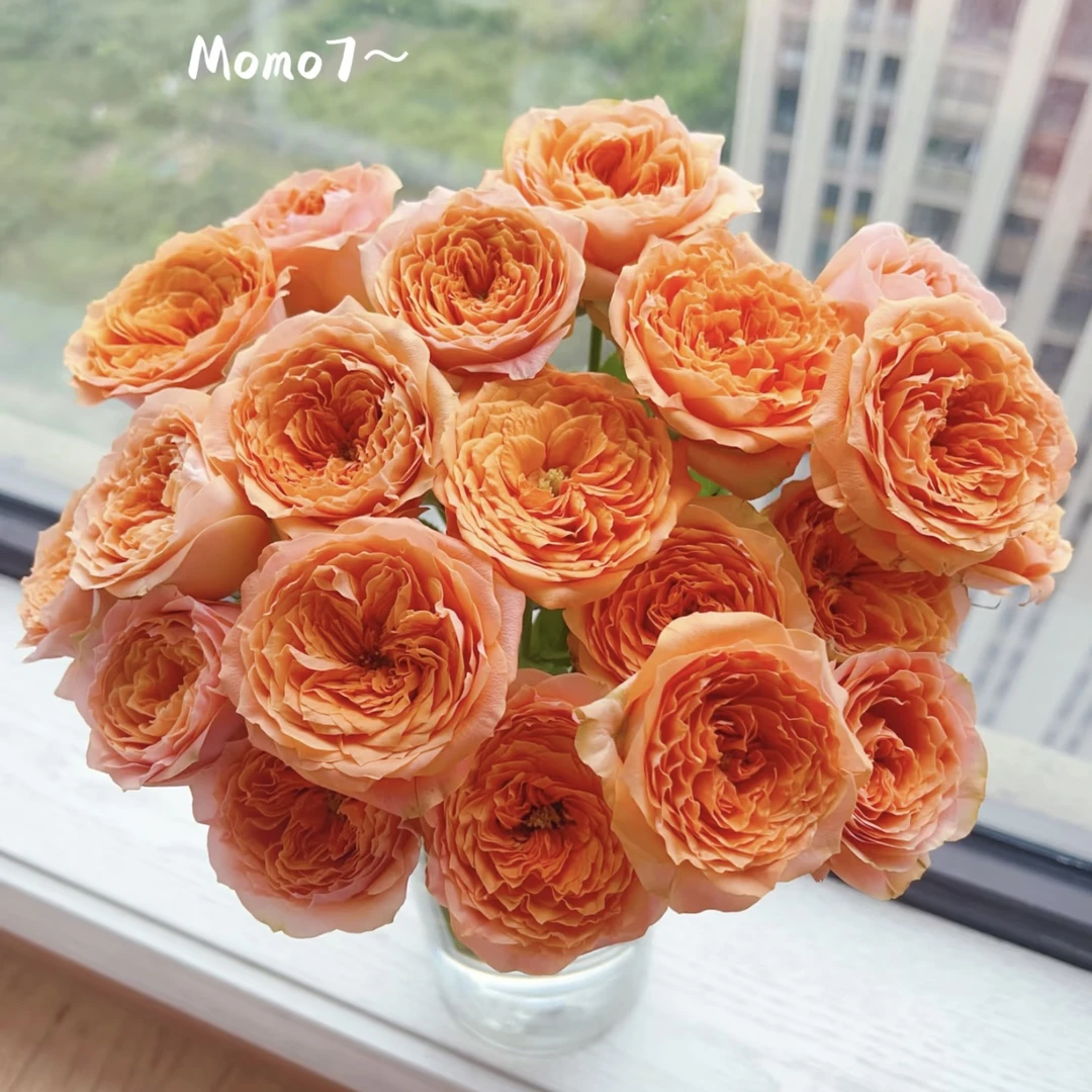 【杨鹏鲜花】爱玛橙 单头玫瑰 云南鲜花包邮