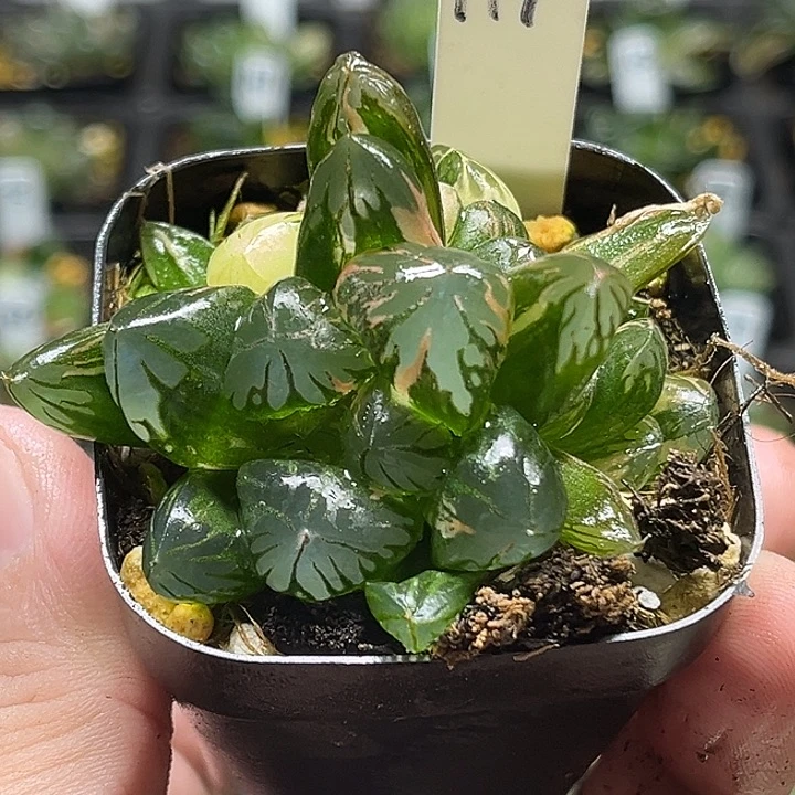 114巨大化多头红太阳玉露锦