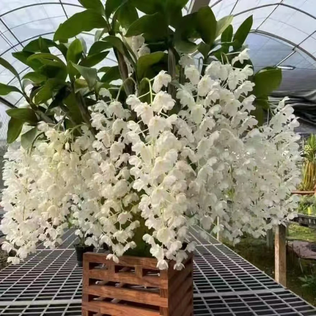 垂丝石斛兰浓香型花卉四季开花耐寒室内外家庭盆栽