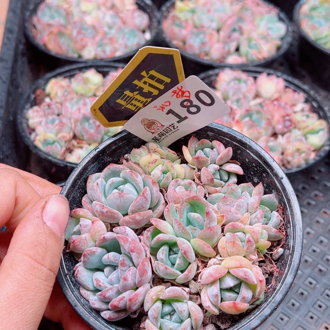 多肉植物多肉植物