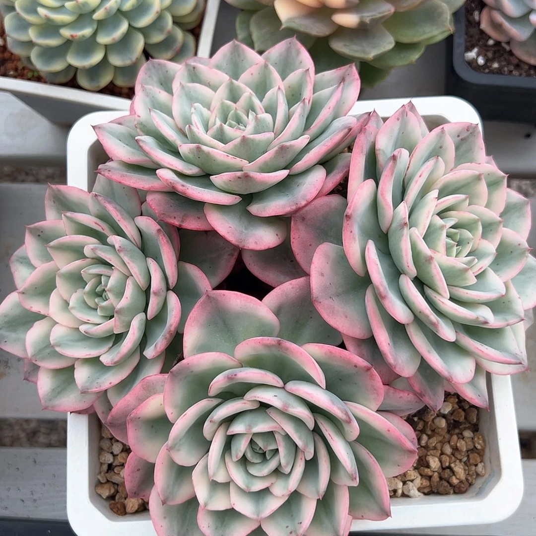 奶油黄桃群生多肉植物