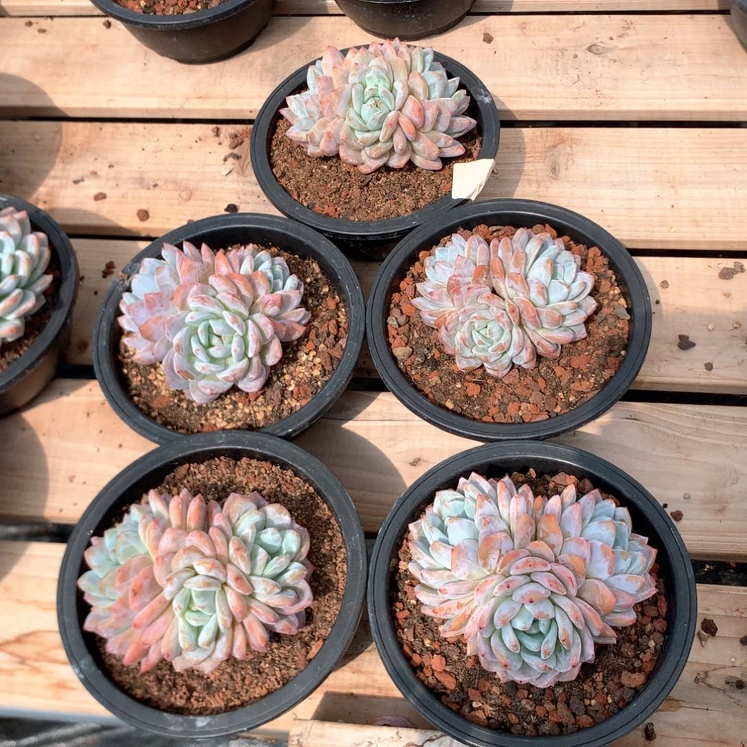 三头梦露五颗特价4328