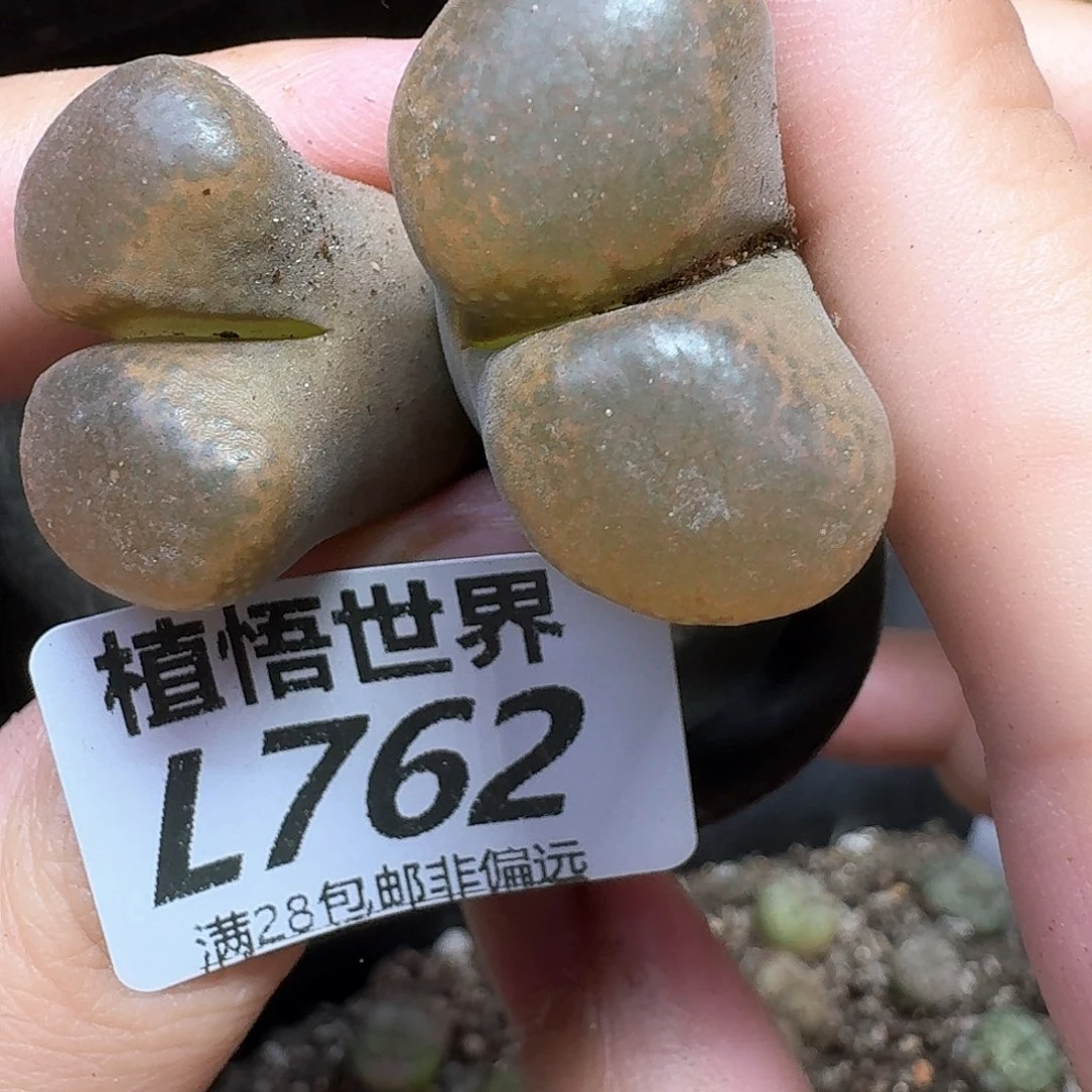 多肉植物的润泽df