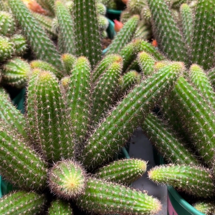 群生多头垂钓金妞保十头