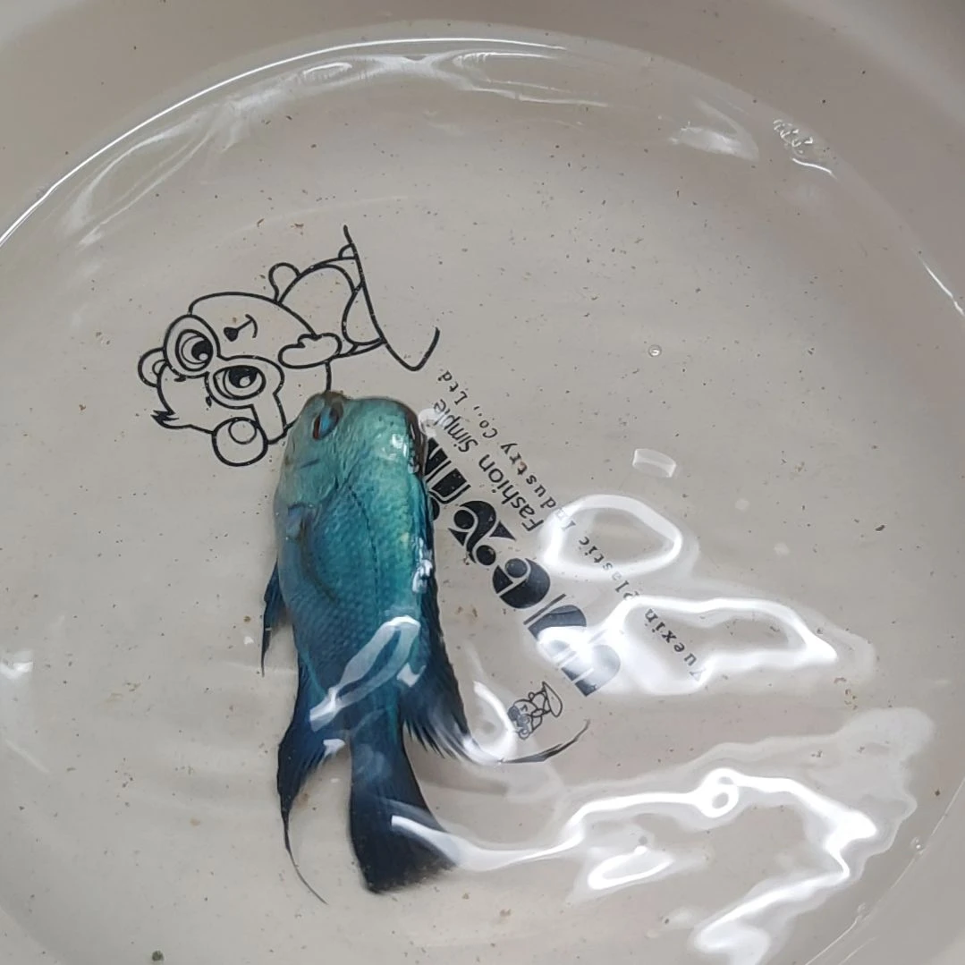 罗汉鱼鱼666666666