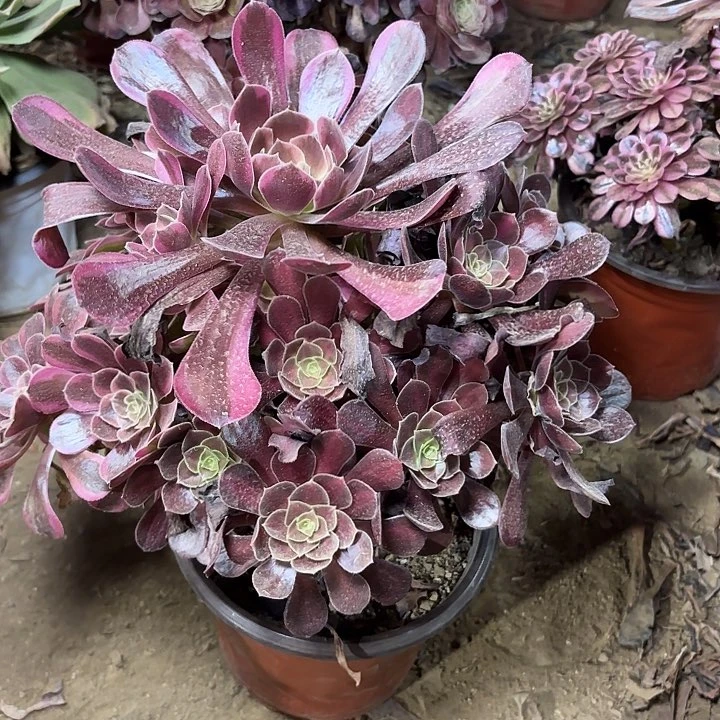 多肉植物美杜莎阴阳337