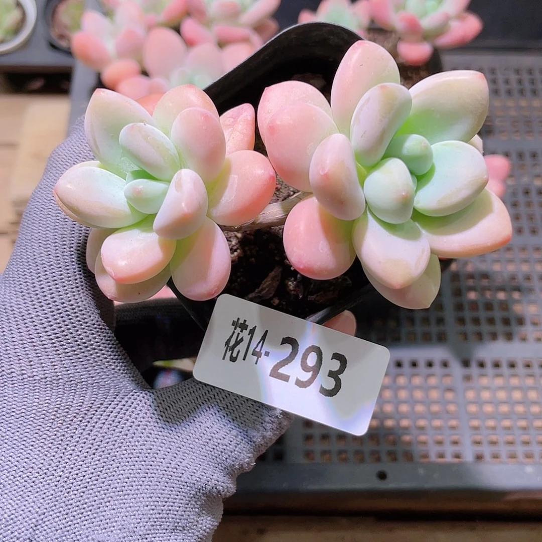 坚***瑰花利美14-293洛神