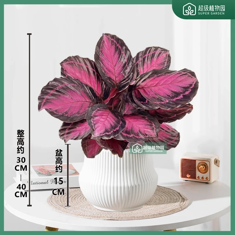 幸运女神红玫瑰竹芋彩叶植物室内绿植盆栽净化空气喜阴四季植物