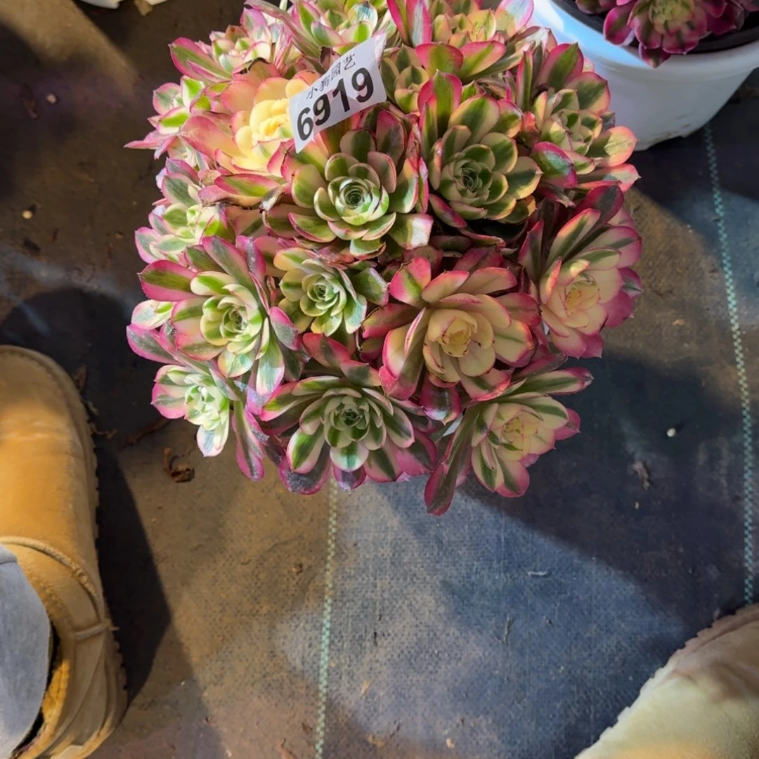 ❄️***倾城多肉植物6919