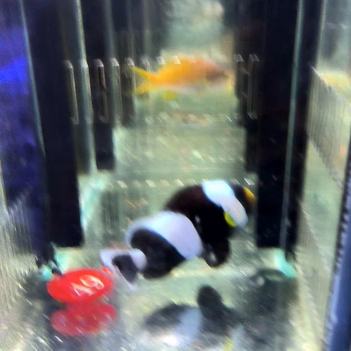 黑豹小丑10+/7-85-49