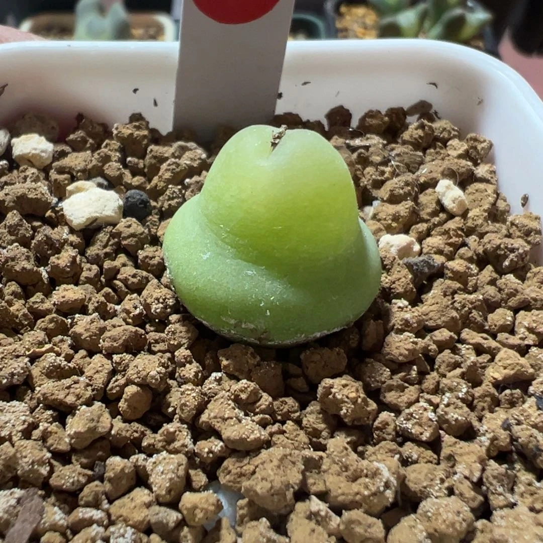 大葫芦肉锥，一物一拍