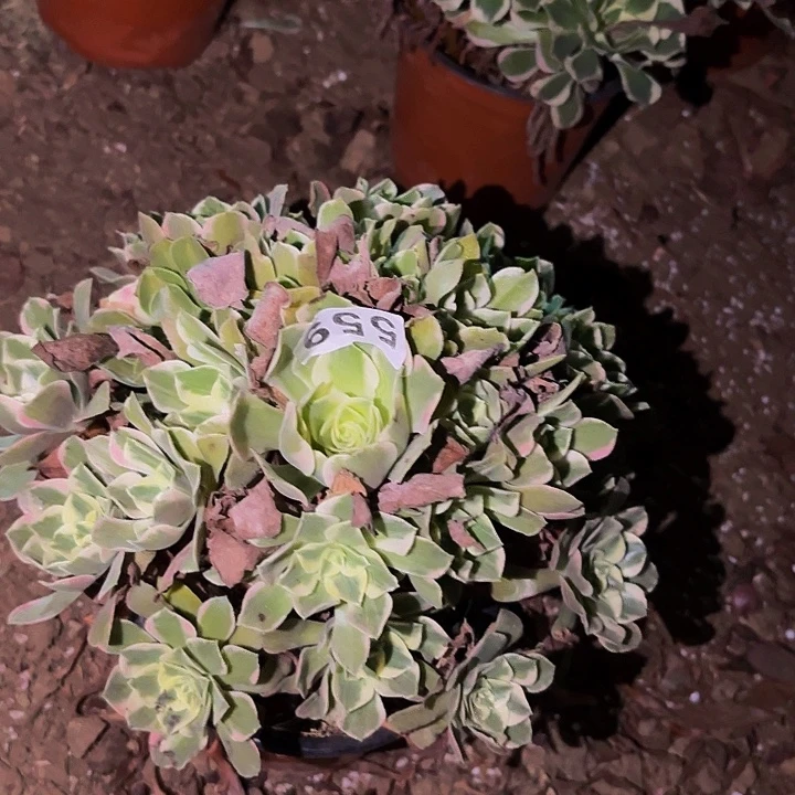 559男神多肉植物不售后