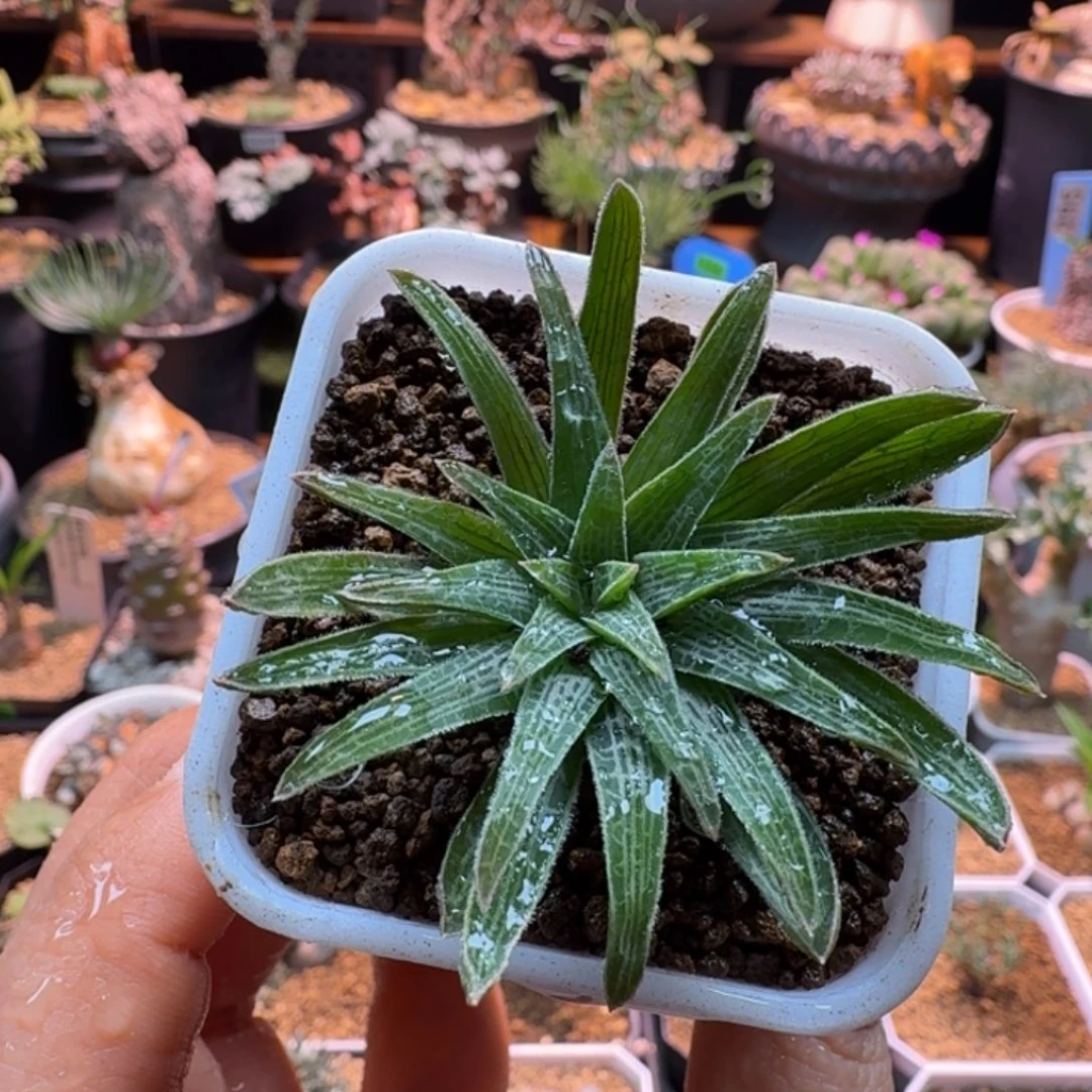 块根寿806 仙人掌