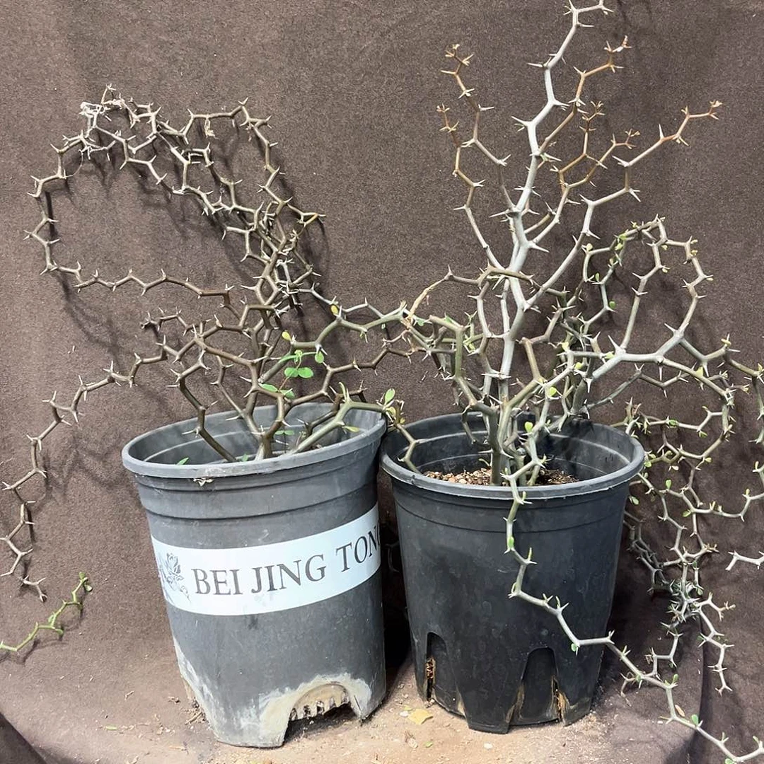 随***訫潮流植物 潮流植物D18D23
