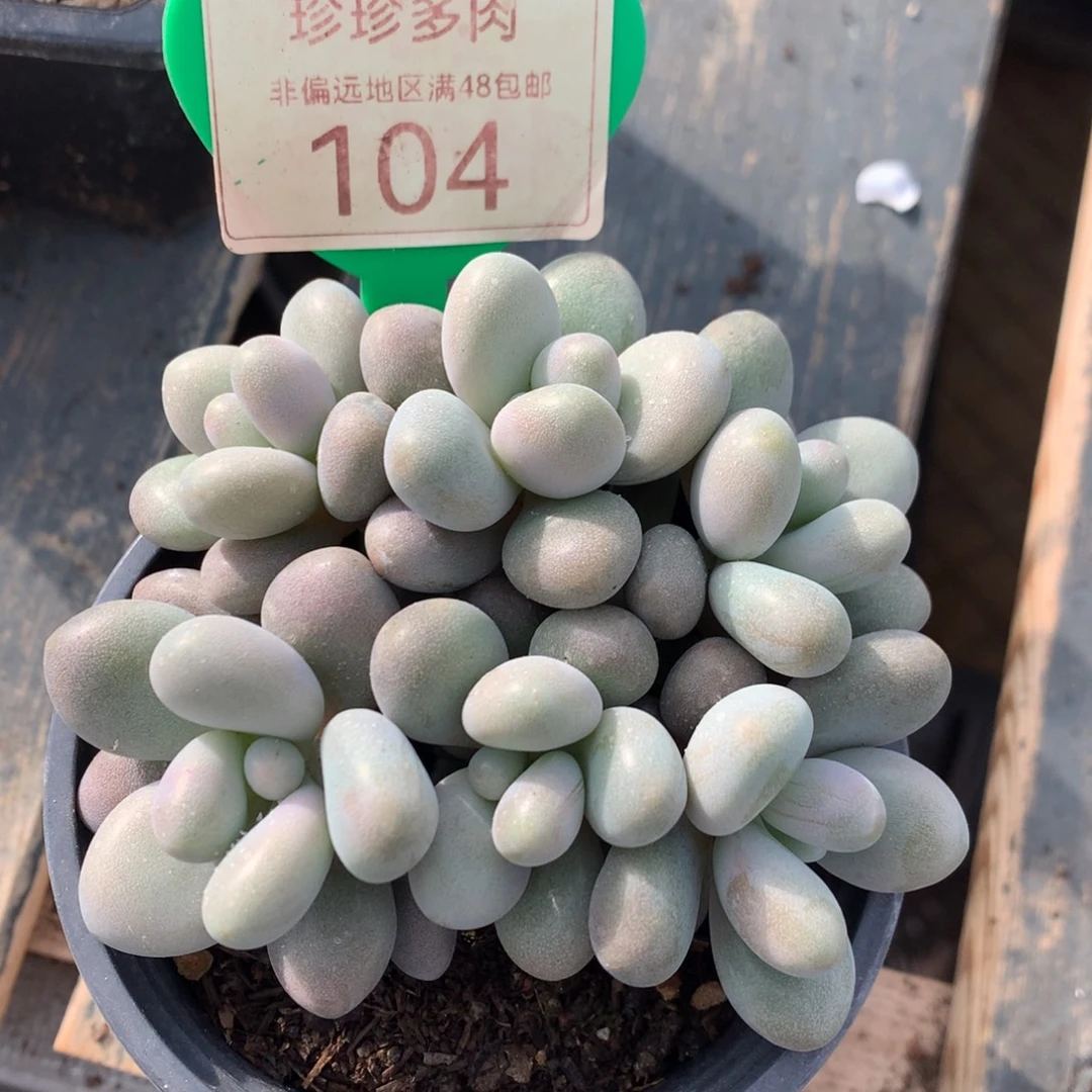 蜜多丽无砍平头104