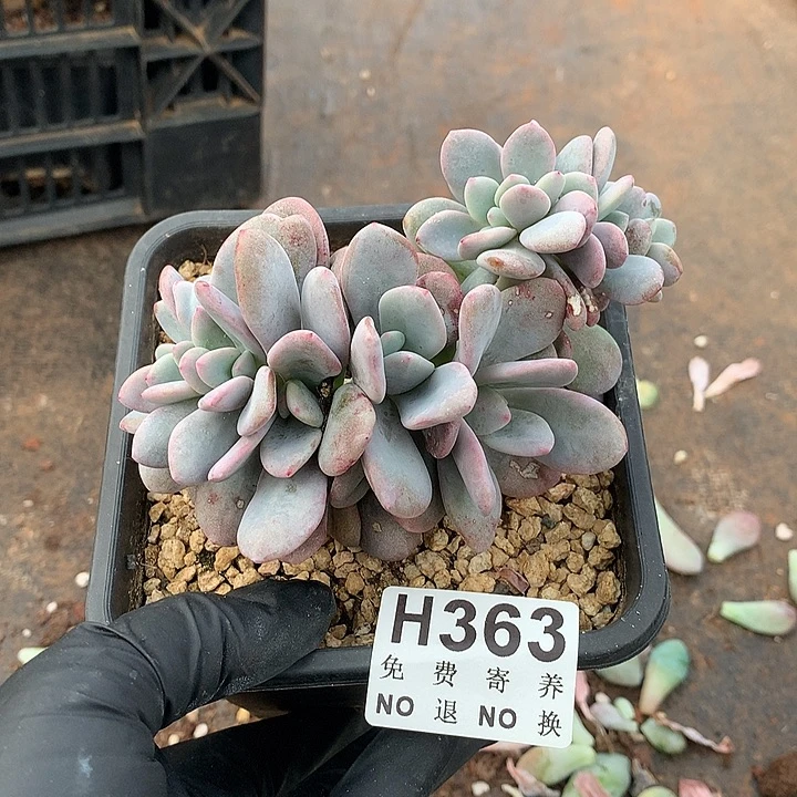 粉兔缀化 非偏远38包邮 节后发