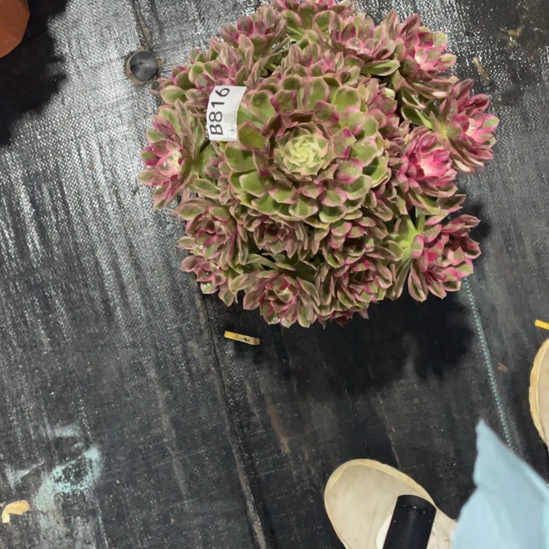 高***瞩孔雀翎多肉。    816