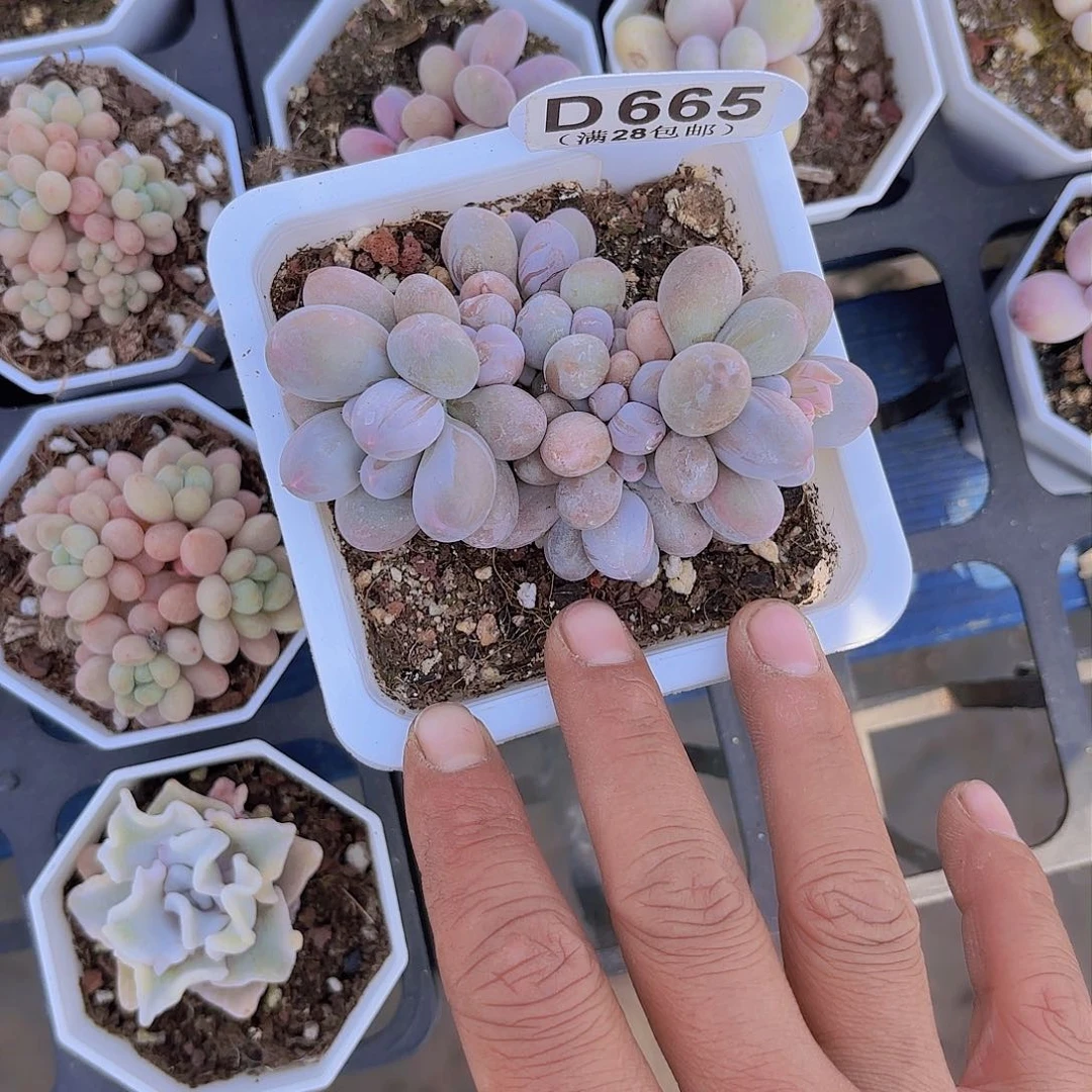 D665手指奶一物一拍