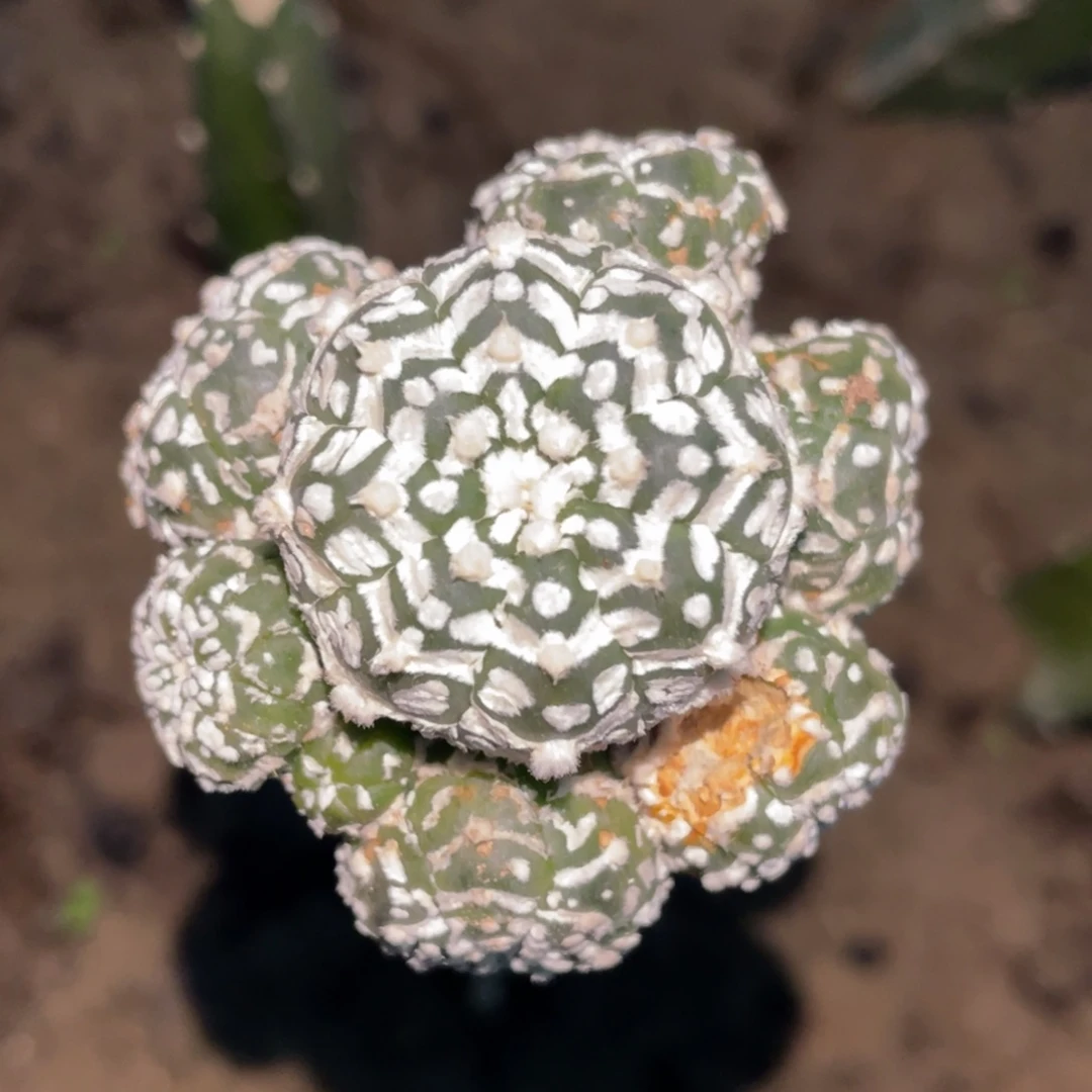 全部花朵琉璃V子兜 群