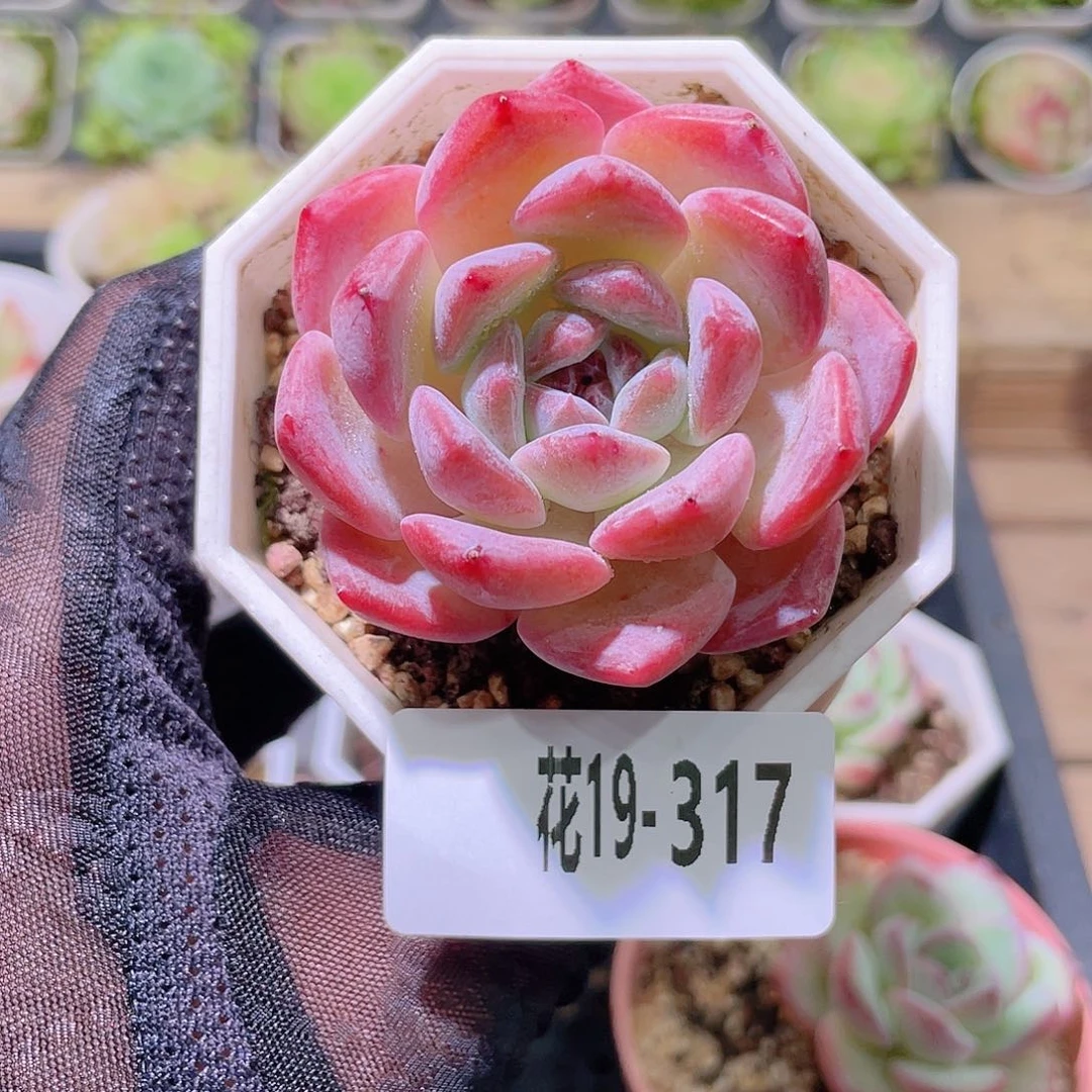 花利美19-317精选糖心