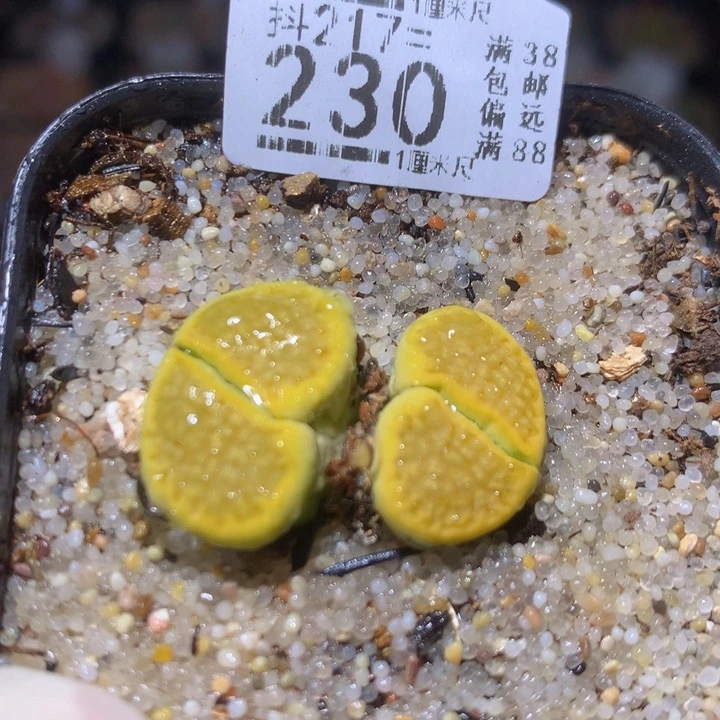 精品生石石217.230