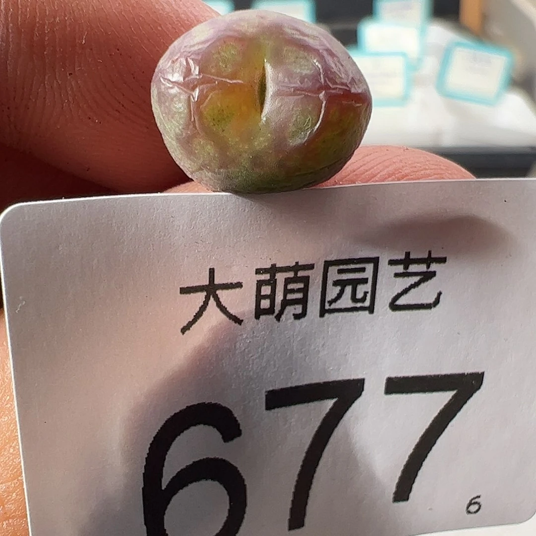 0000677 一物一拍……