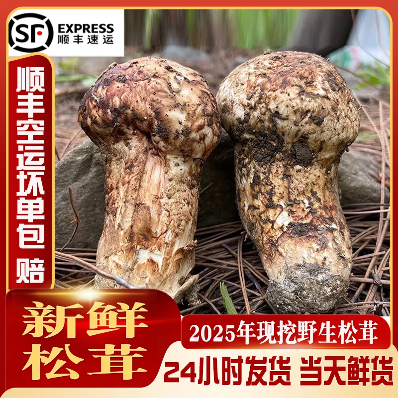 【鲜松茸】四川雅江新鲜松茸鲜采菌菇顺丰空运