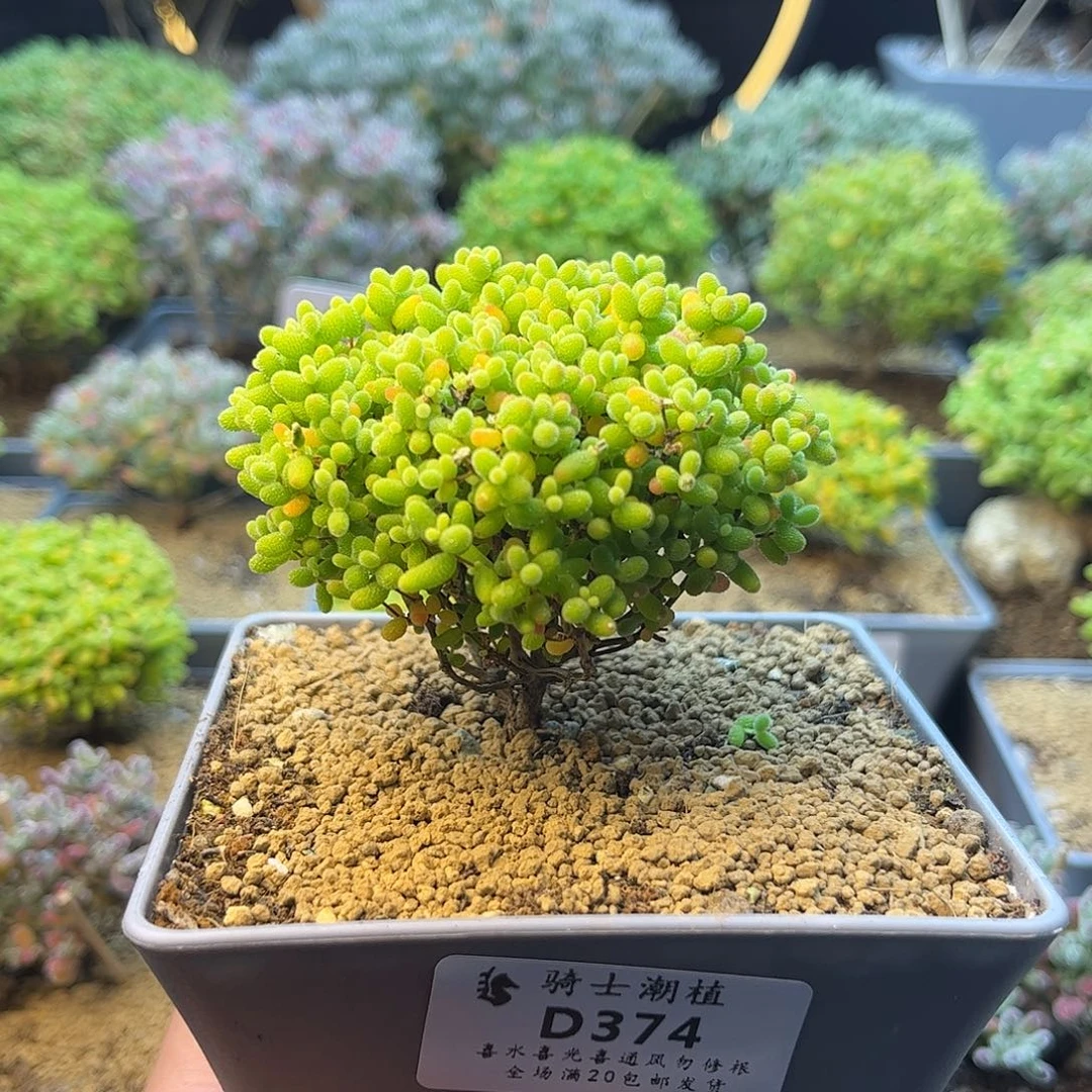 374蜜橘糖球枝干番杏