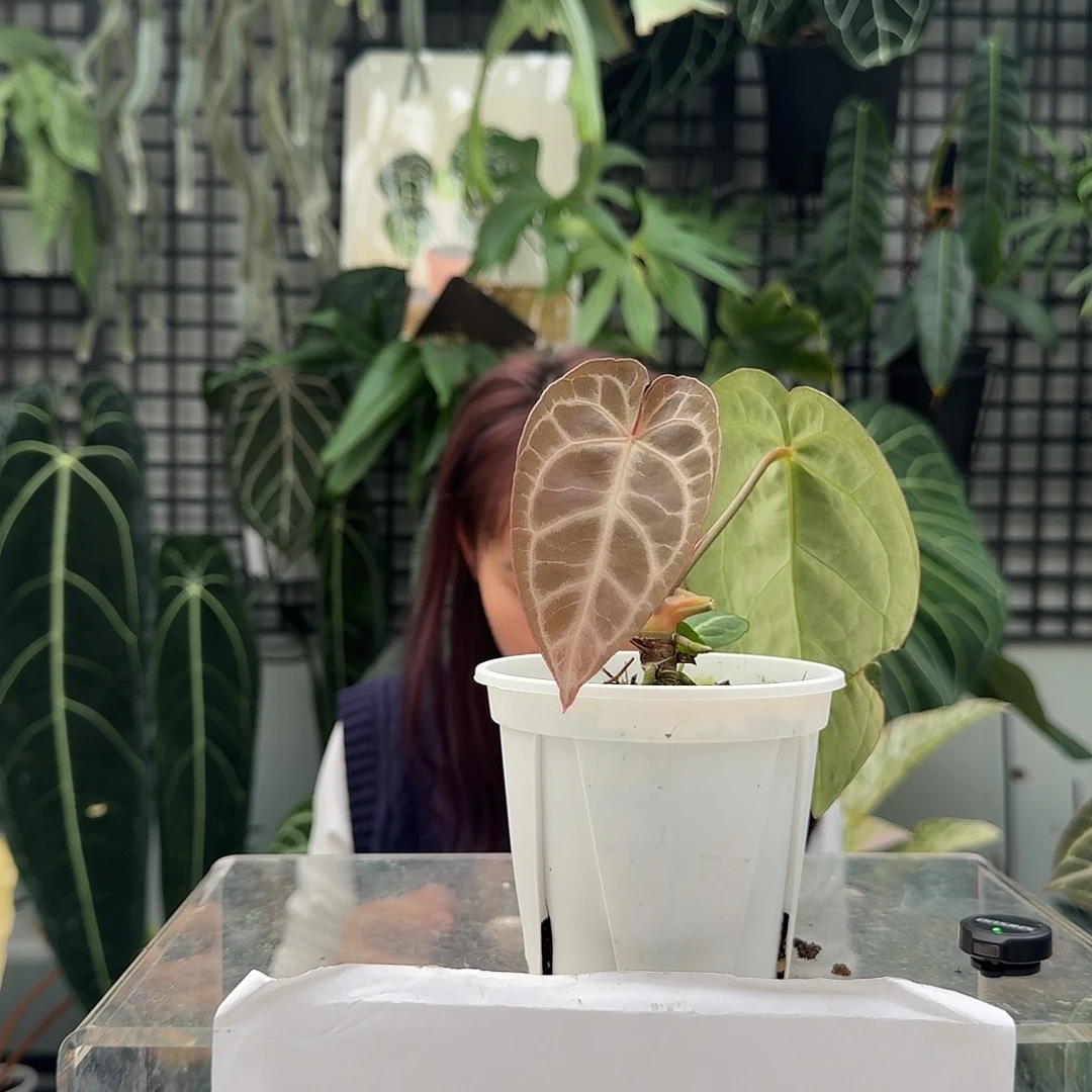 完全开放O35米歇尔杂撕裂纹