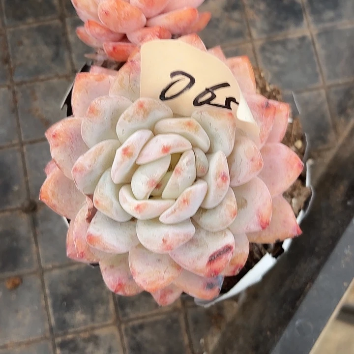闪吼065呀呀呀呀呀呀
