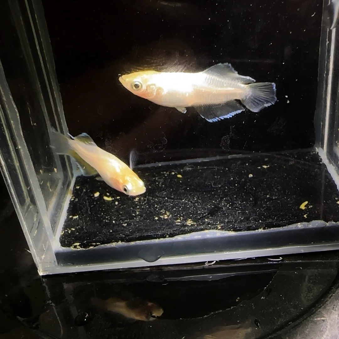 青鳉鱼观背青鱂一物一拍93
