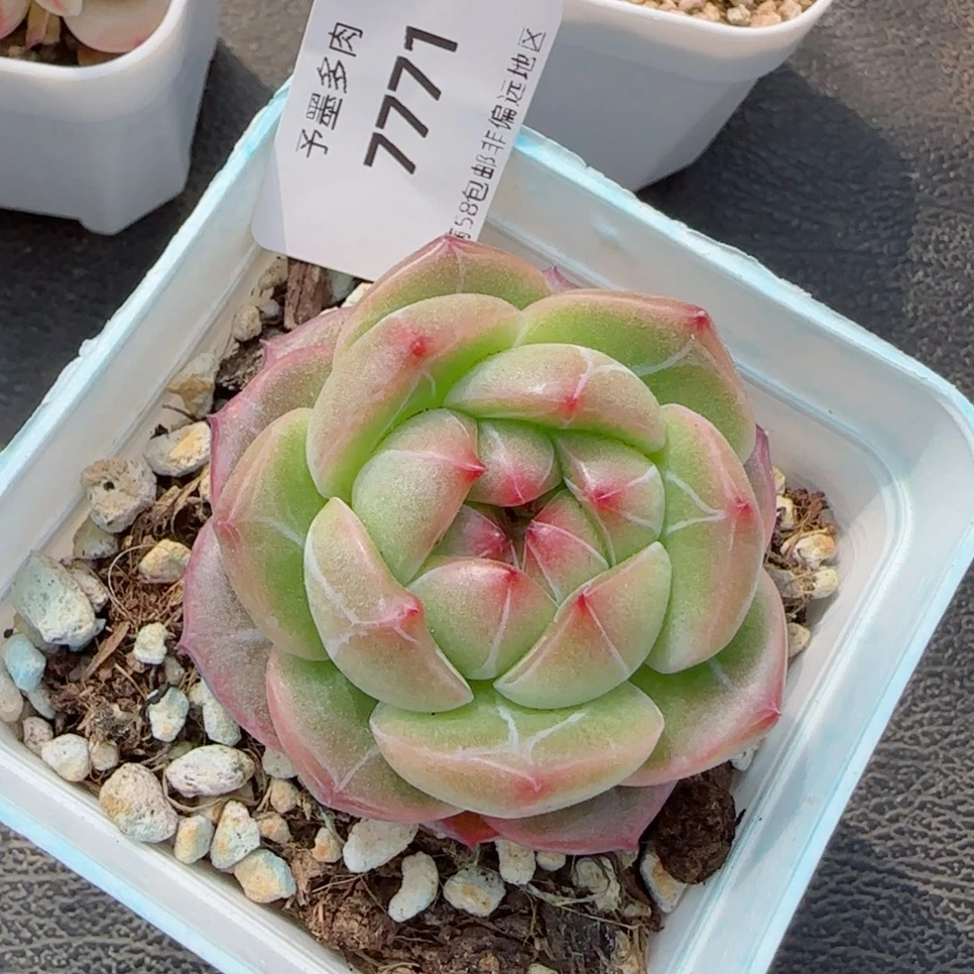 树莓珍妮，7771多肉