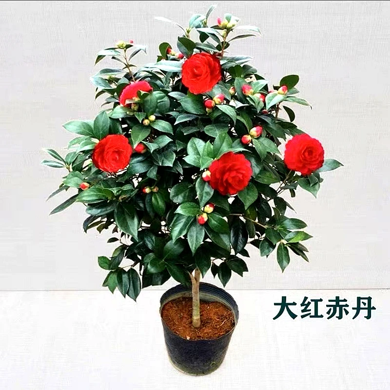 红赤丹山茶花盆栽 秋冬季节带花苞  耐寒四季绿植 大红色茶花树苗