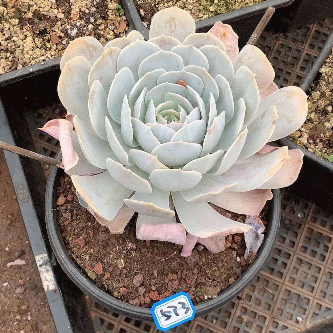 573圣卡一物一拍多肉