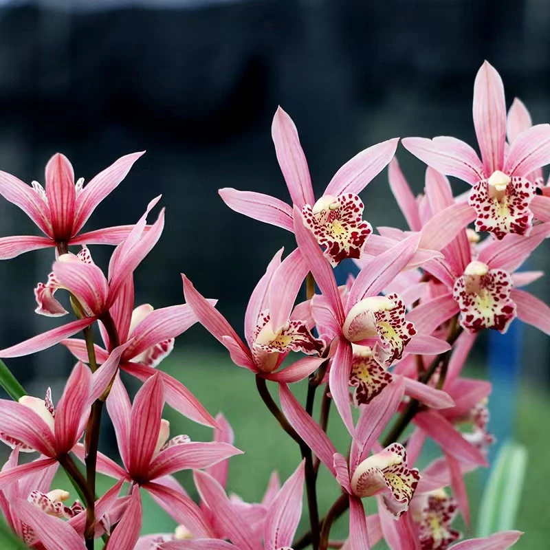 国兰【西施】8花剑起带花苞兰花苗名贵精品花卉四季常青基地直发