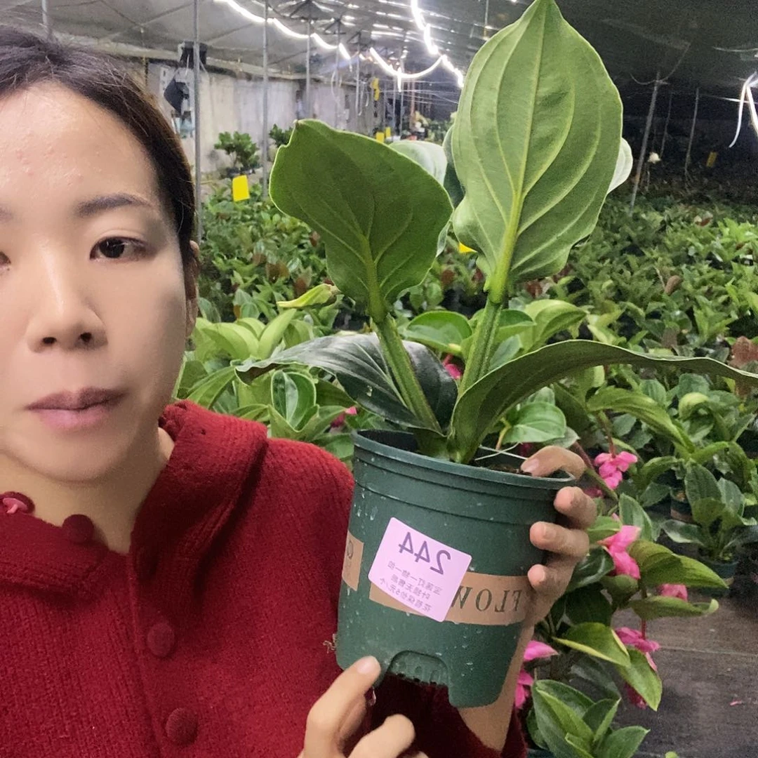 木本植物✨**✨木本花卉244