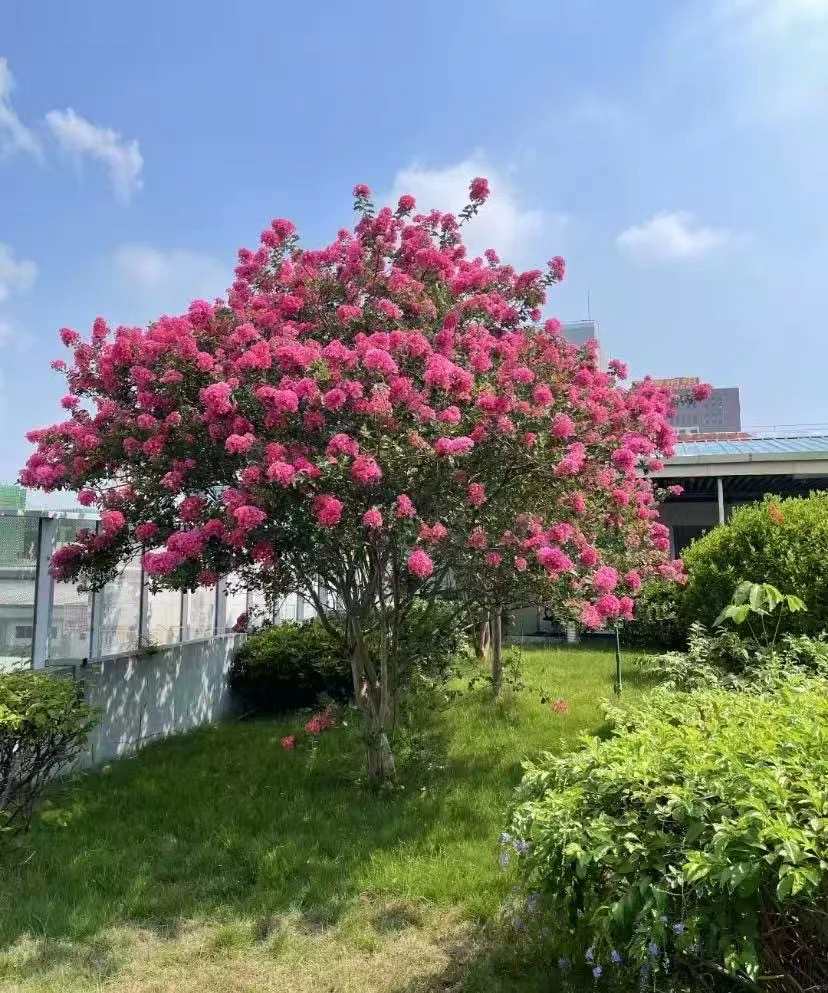 精品异形无籽红花紫薇树