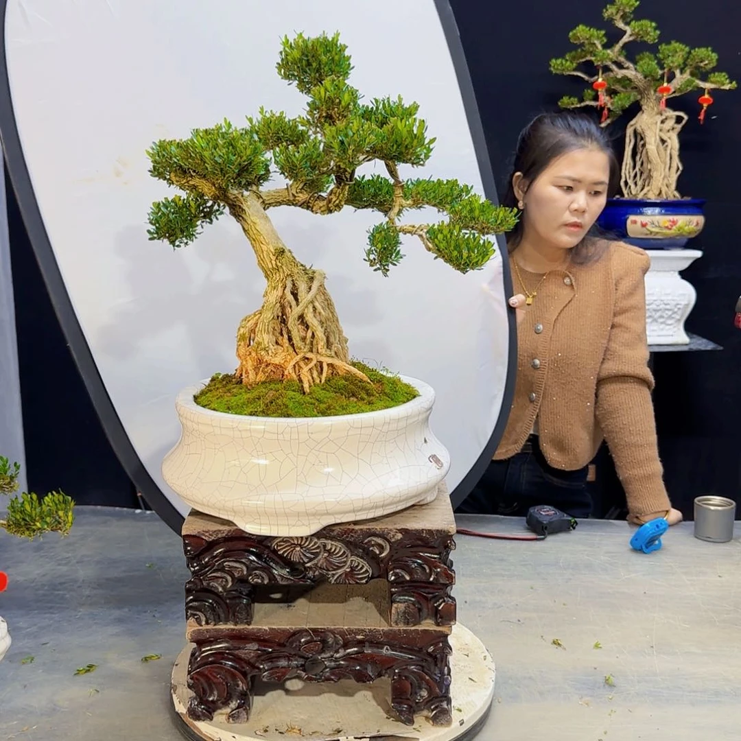 高端盆景艺术作品