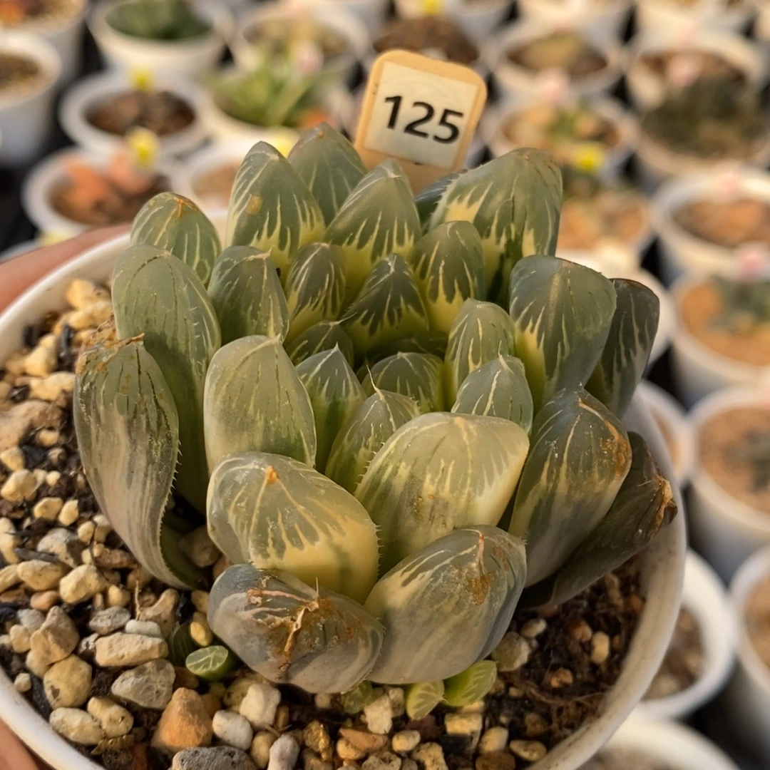 125号实生糊斑玉露锦