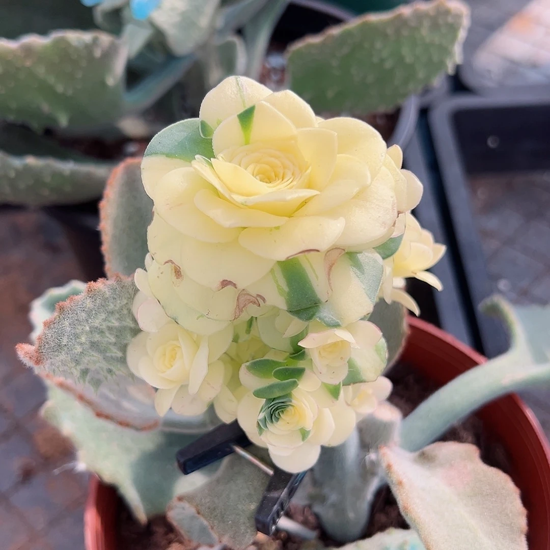 l**e夏幕玫瑰锦，花脸锦