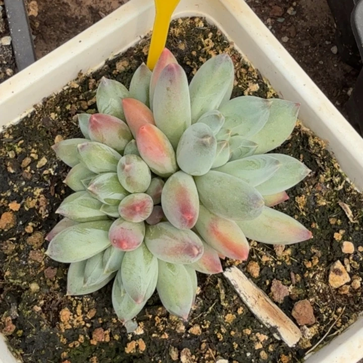 七彩三色一物一拍933