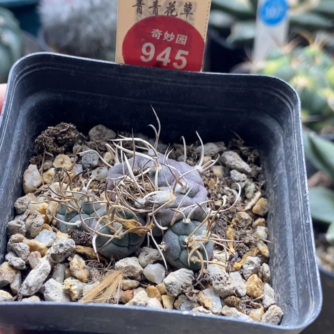 实生牙城丸娇丽群一颗仙人球有疤