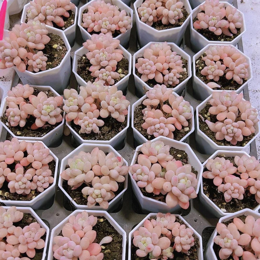 洛可可群半土发货