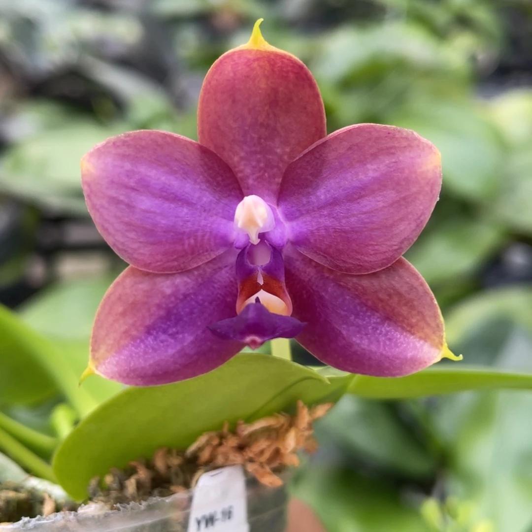 大部分开放少量花苞