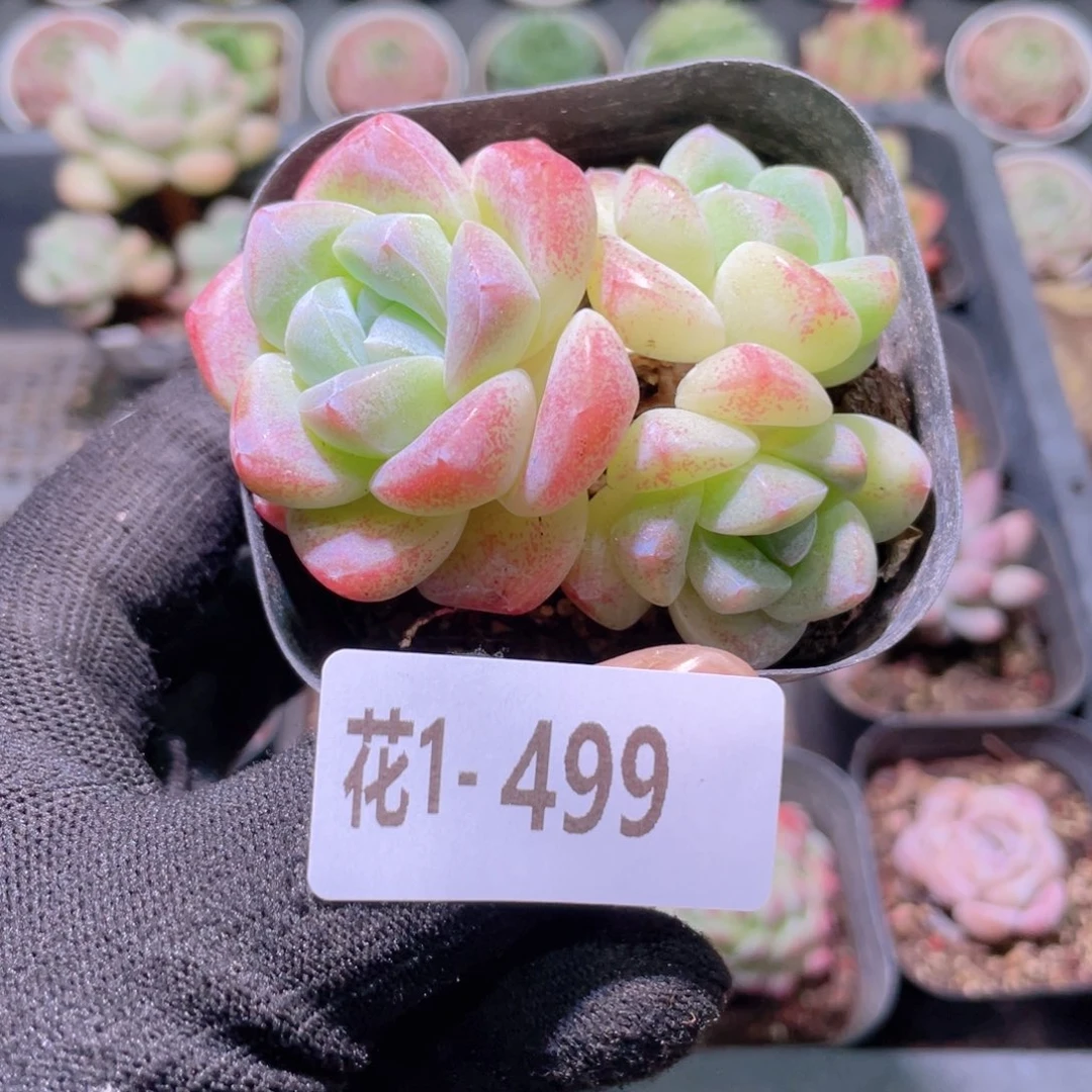 花利美1-499冰玉