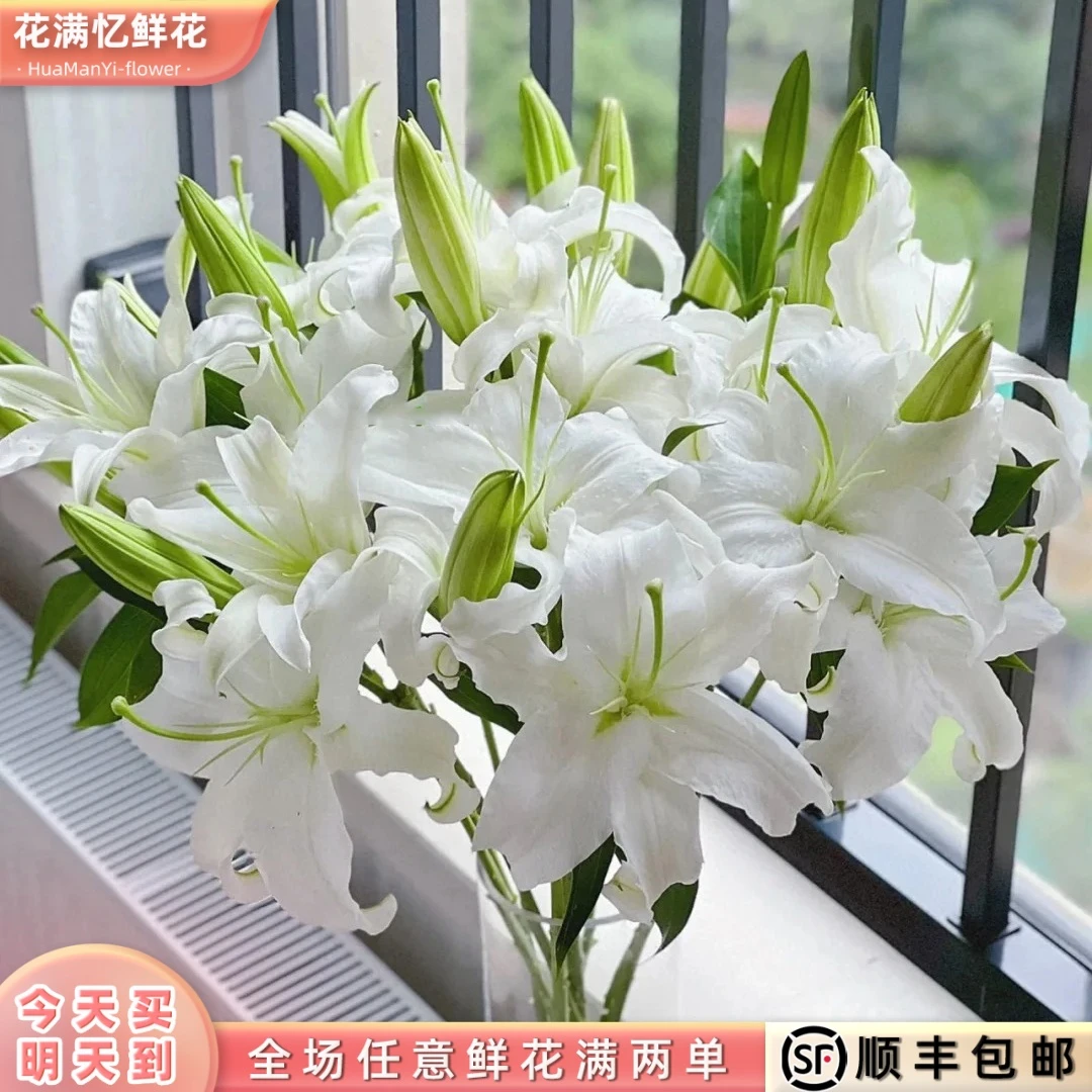 次日达 -【香水白百合】6朵百合鲜花鲜切花家居优选批发任意满两单顺丰包邮三单送花瓶今天拍明天到dd