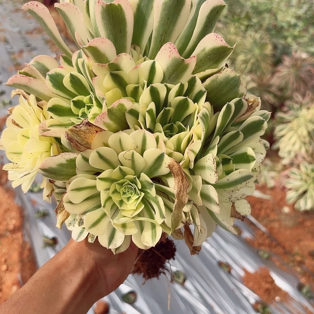 ?****?地栽迈巴赫多肉植物