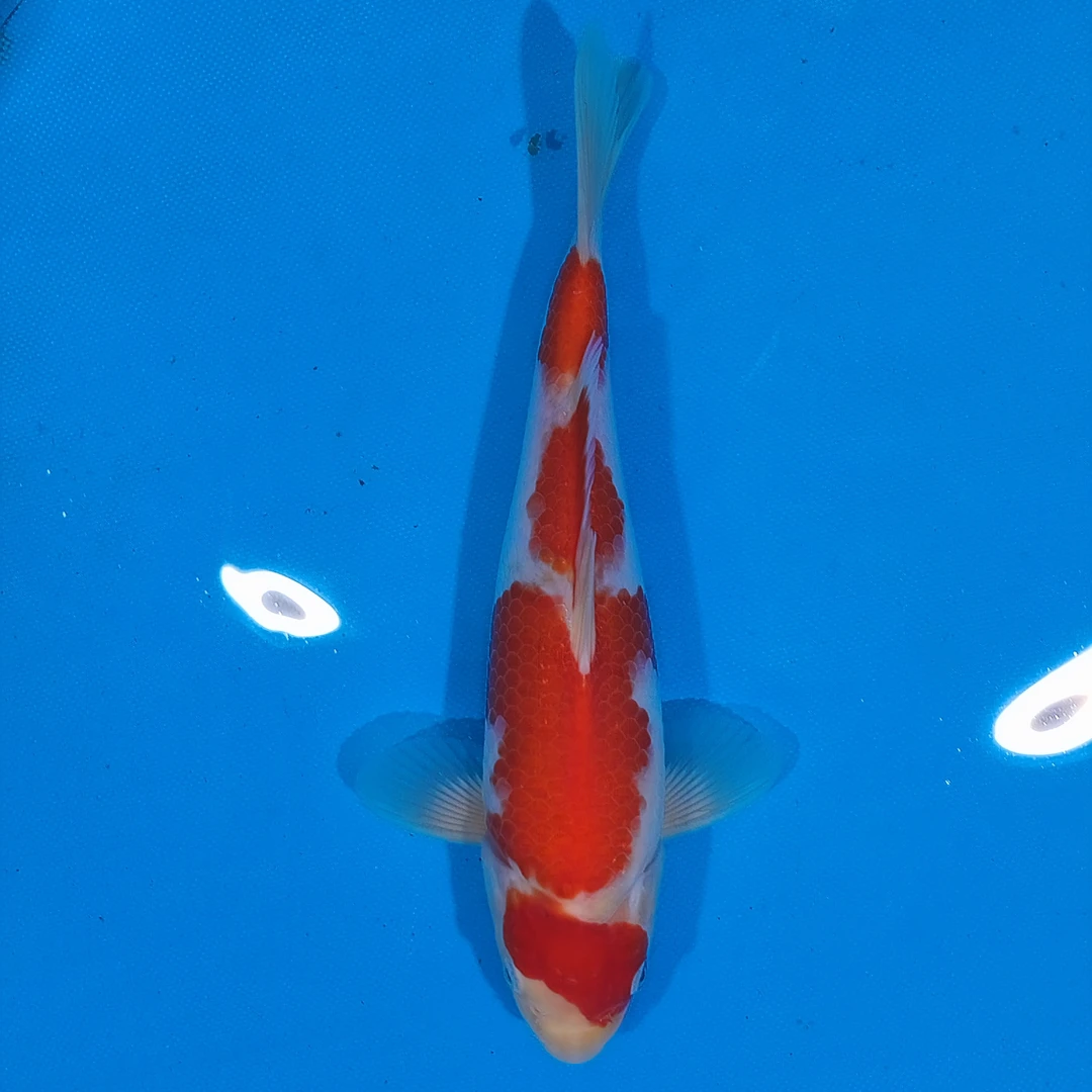 小锦润锦鲤（手术过，26cm红白）锦鲤观赏活体红白大正昭和