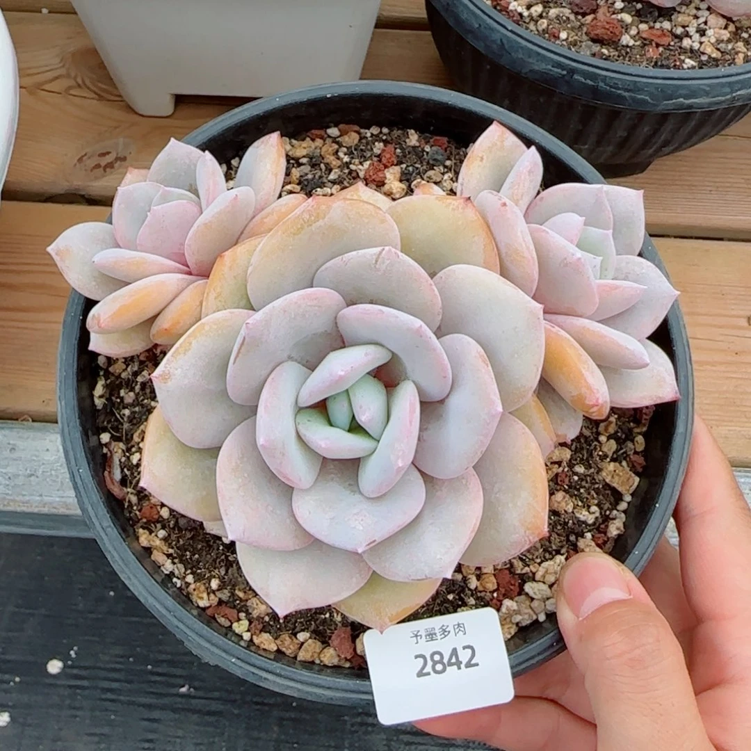 奶茶无砍，2842多肉植物