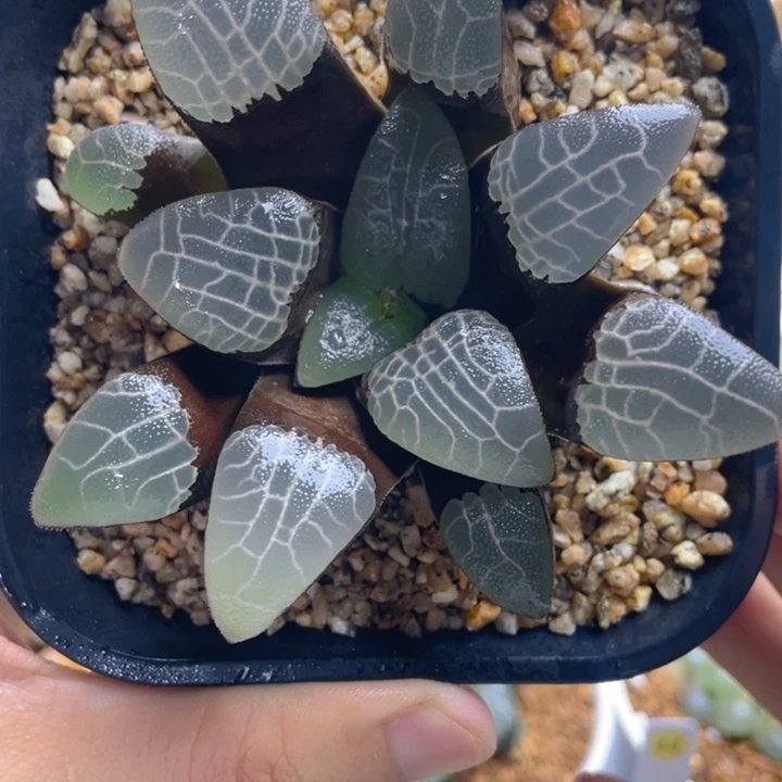 14.十二卷jp实生克。